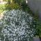 Cerastium tomentosum - Molyhos madárhúr virágszőnyeg