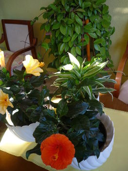 Citrom-és narancssárga Hibiszkusz.Háttérben a futó viaszvirág