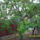 Gyumolcsfak_1_1444874_4139_t