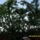 Gyumolcsfak_2_1444875_8520_t