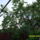 Gyumolcsfak_3_1444876_1672_t
