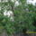 Gyumolcsfak_4_1444877_1448_t