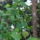 Gyumolcsfak_5_1444878_2011_t