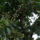 Gyumolcsfak_6_1444879_1964_t