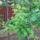 Gyumolcsfak_7_1444880_6276_t