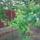 Gyumolcsfak_8_1444881_9453_t