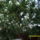 Gyumolcsfak_9_1444882_1777_t