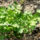 Kerti_novenyek_majus_15_7_1444889_4912_t