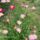 Most_nyilo_viragaimbol_3_1444898_2236_t