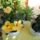 Sarga_hibiszkusz_telikertben_1444907_4141_t