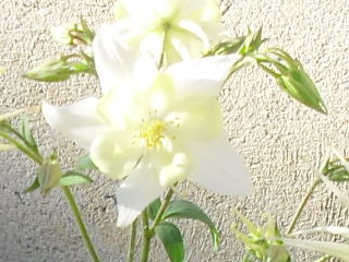 Tavaszi virágok 2012 001