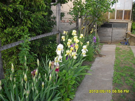 Tavaszi virágok 2012 006