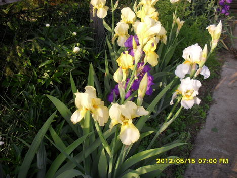Tavaszi virágok 2012 008
