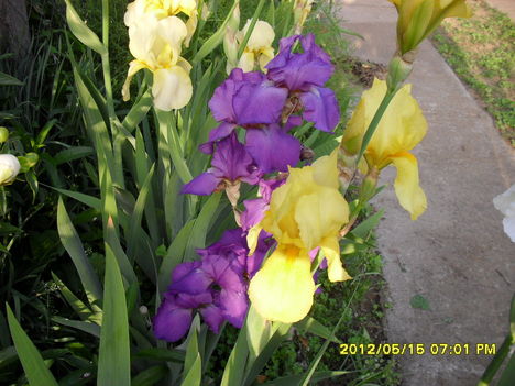 Tavaszi virágok 2012 009