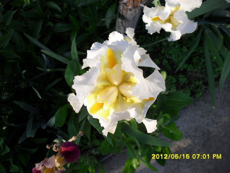Tavaszi virágok 2012 012