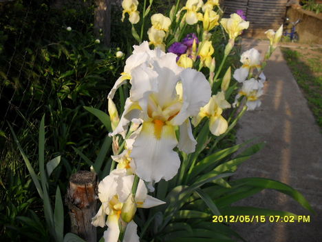 Tavaszi virágok 2012 013