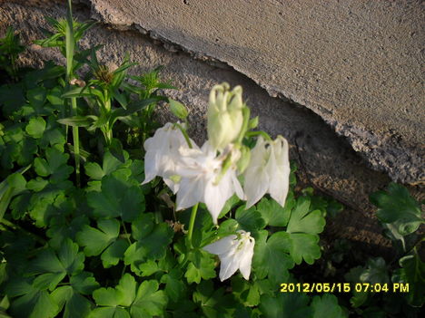 Tavaszi virágok 2012 017