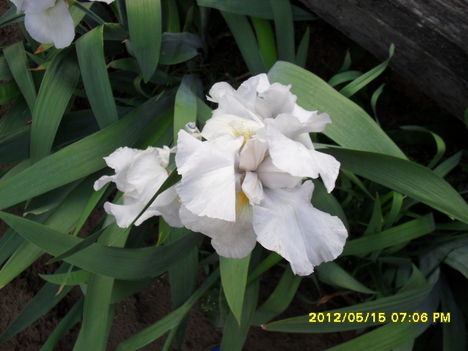 Tavaszi virágok 2012 019