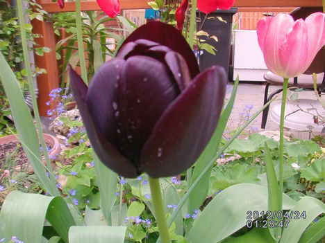 A tulipán(2)