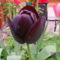 A tulipán(2)