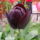 A_tulipan2_1445490_7320_t