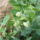 Borsom_1445119_2643_t