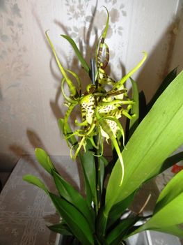 Brassia hibrid Orchidea 1