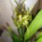 Brassia hibrid Orchidea 1