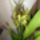 Brassia_hibrid_orchidea_1_1445973_3808_t
