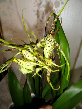 Brassia hibrid Orchidea 2