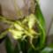 Brassia hibrid Orchidea 2