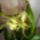 Brassia_hibrid_orchidea_2_1445974_4544_t