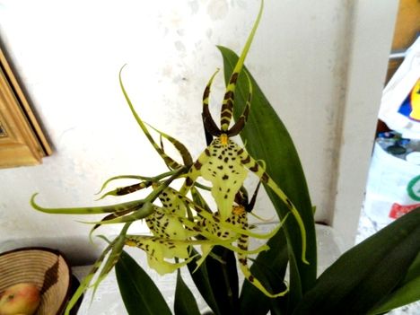 Brassia hibrid Orchidea 4
