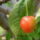 Cseresznye_1445122_6245_t