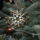 Gyongycsillag1_1445832_6648_t