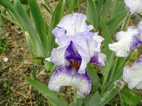 Kerti virágok 12, Irisz Teapron