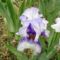 Kerti virágok 12, Irisz Teapron
