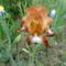 Kerti virágok 13; Irisz, Oh Babe