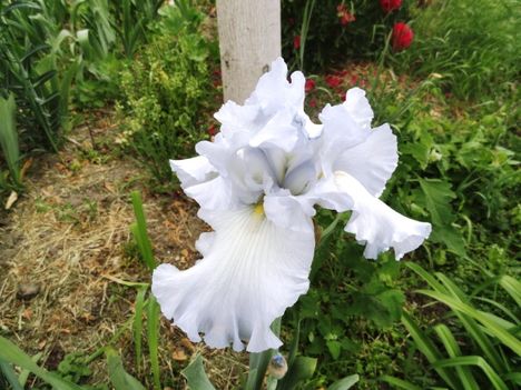 Kerti virágok 1; Irisz Scandia Deigh