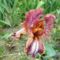 Kerti virágok 2,; Irisz  Gay Tracery
