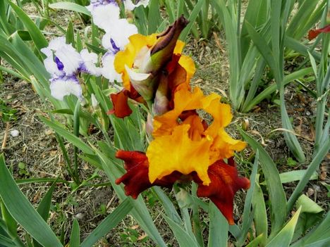 Kerti virágok 3; Irisz Gypsy Caravan