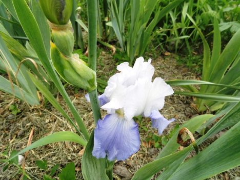 Kerti virágok 4; Irisz Snow Cloud