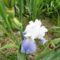 Kerti virágok 4; Irisz Snow Cloud