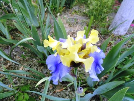 Kerti virágok 5; Irisz  Edith Walwort