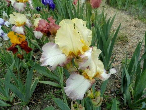 Kerti virágok 8; Irisz Gypsy Women