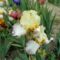 Kerti virágok 8; Irisz Gypsy Women