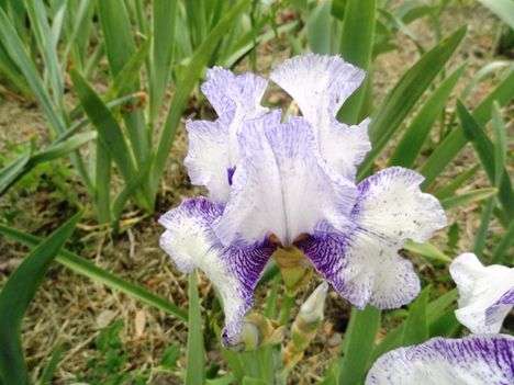Kerti virágok 9; Irisz Teapron