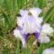 Kerti virágok 9; Irisz Teapron