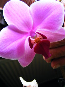 Lepke Orchidea 4