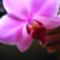 Lepke Orchidea 4